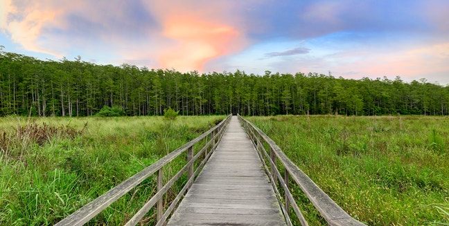The Corkscrew Swamp Sanctuary boardwalk. Photo: R J Wiley A boardwalk leading to a forest